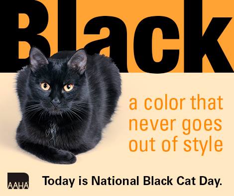black-cat-day-11-17-15